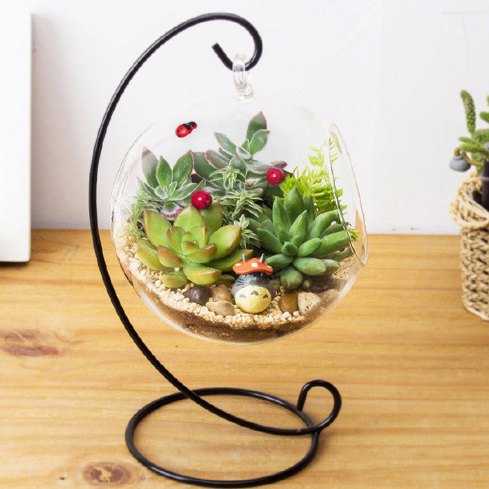 Collection of adorable and pretty succulent plant